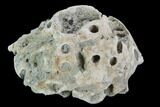 Cretaceous Fossil Sponge (Etheridgea) - Kazakhstan #91888-1